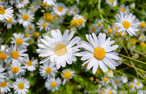 Image of Beautiful chamomile flowers