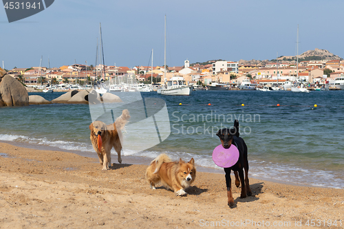 Image of Group of dogs playing with frisbee on dogs friendly beach near Palau, Sardinia, Italy.