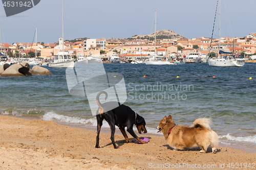 Image of Group of dogs playing with frisbee on dogs friendly beach near Palau, Sardinia, Italy.