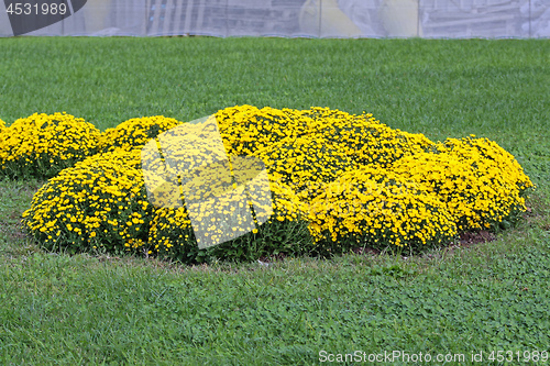 Image of Yellow Flowers Park