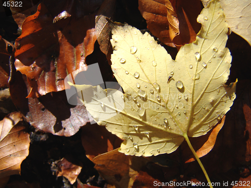 Image of wet autumn leaf