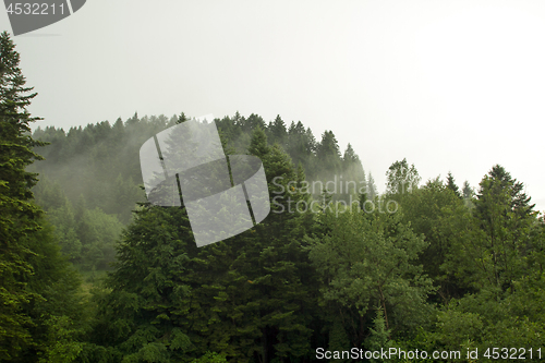 Image of Spruce trees if fog