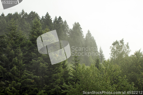 Image of Spruce trees if fog