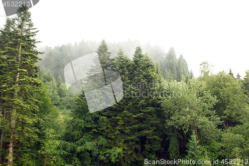 Image of Spruce trees if fog