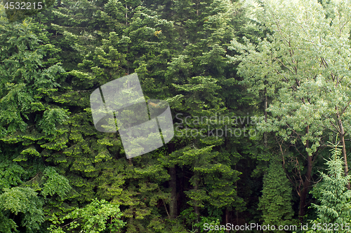 Image of Spruce trees if fog