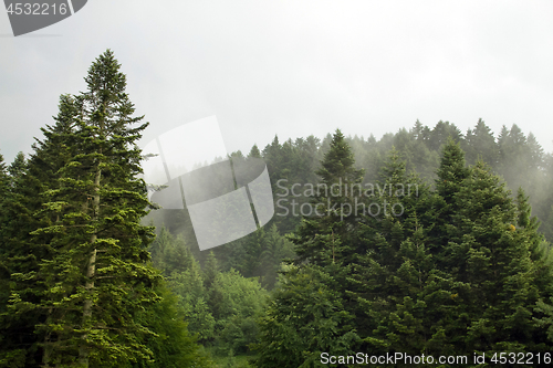 Image of Spruce trees if fog