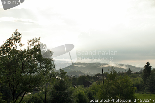 Image of Spruce trees if fog