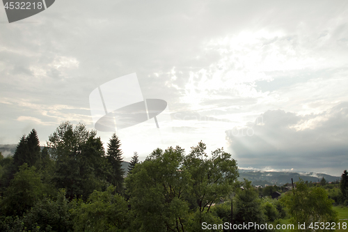 Image of Spruce trees if fog