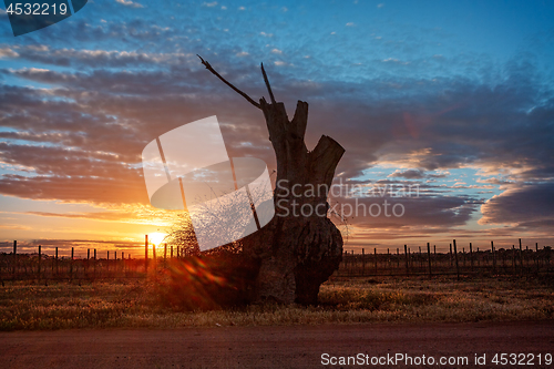 Image of Bulbous tree trunk and grape vines in the sunrise