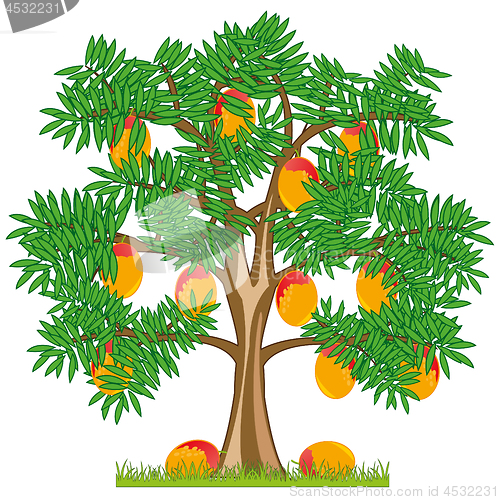 Image of Vector illustration tree with ripe fruit mango