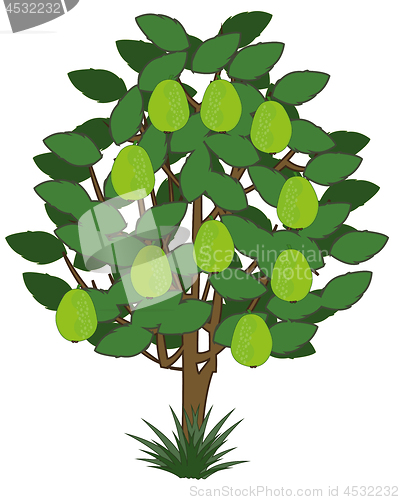 Image of Vector illustration tree with exotic fruit guava