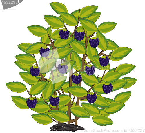 Image of Vector illustration of the ripe berry blackberry on bush