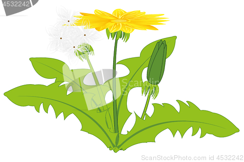 Image of Plant dandelion on white background is insulated