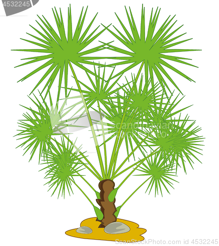 Image of Decorative palm on white background is insulated