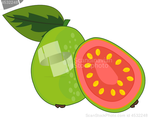 Image of Fruit guava on white background is insulated
