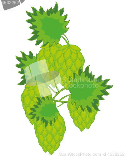 Image of Vector illustration of the plant hop with fruit