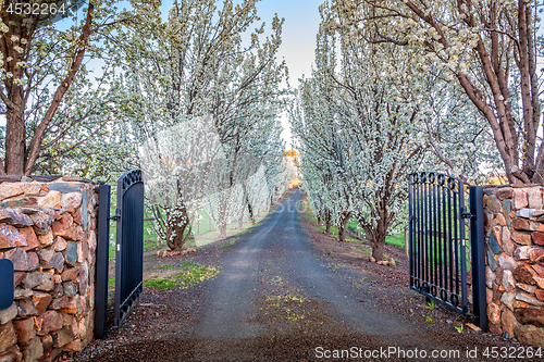 Image of Entrance of tree lined drive way in full flower