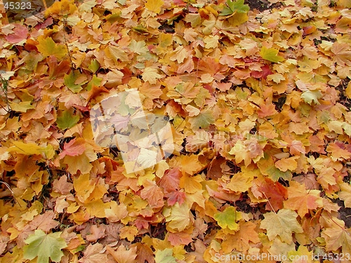 Image of Autumn In Park