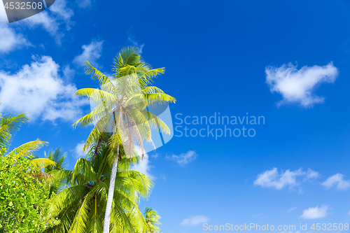 Image of palm trees over blue sky