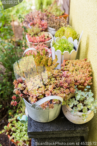 Image of Variation of flower pots with succulents