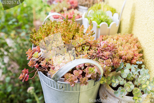 Image of Variation of flower pots with succulents