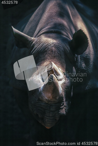 Image of Rhinoceros