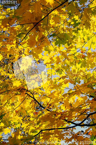 Image of Autumn