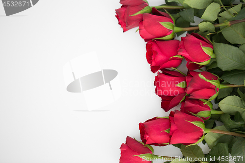 Image of close up of red roses on white background
