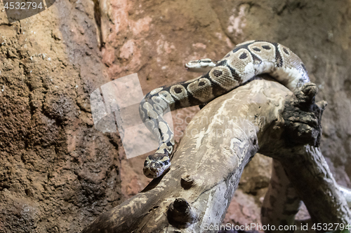 Image of Two Python snakes on dry wood branch