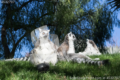 Image of Family of lemurs sunbathing on the grass. The ring tailed lemur, Lemur catta, is a large strepsirrhine primate and the most recognized lemur due to its long, black and white ringed tail