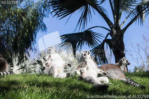 Image of Family of lemurs sunbathing on the grass. The ring tailed lemur, Lemur catta, is a large strepsirrhine primate and the most recognized lemur due to its long, black and white ringed tail