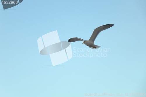 Image of the seagull is flying in the sky