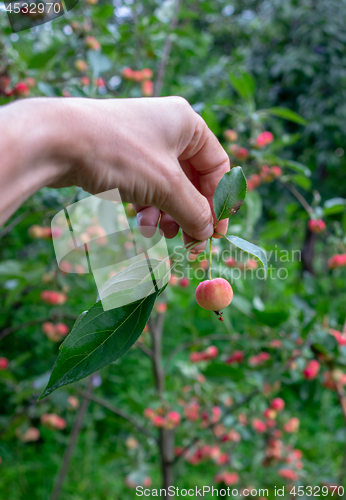 Image of A man\'s hand holds a small paradise apple with green leaves in the garden