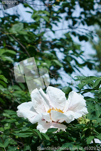 Image of Fragrant white peony bloom amidst lush foliage