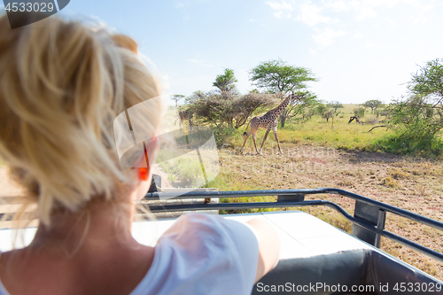 Image of Woman on african wildlife safari observing giraffe grazing in the savannah from open roof safari jeep