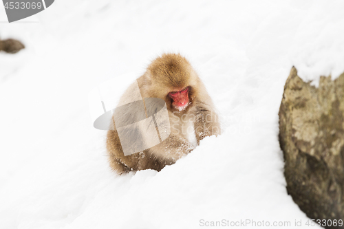 Image of japanese macaque or monkey searching food in snow