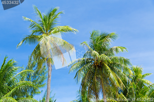 Image of palm trees over blue sky