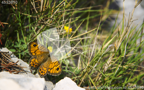 Image of Orange papillon