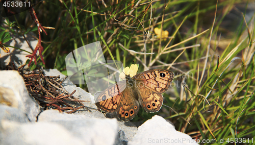 Image of Orange papillon