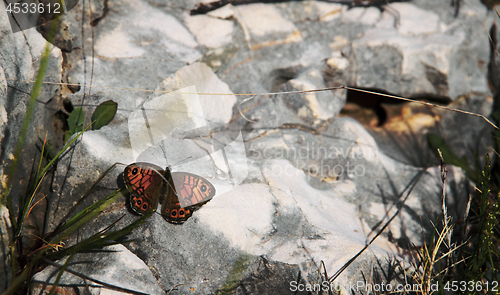 Image of Orange papillon