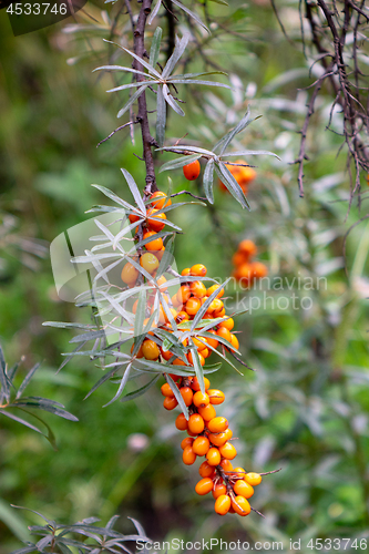 Image of Branch with berries of sea-buckthorn in the garden