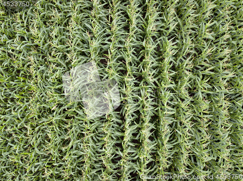 Image of Aerial view from drone to natural green field with corn at summer sunny day.