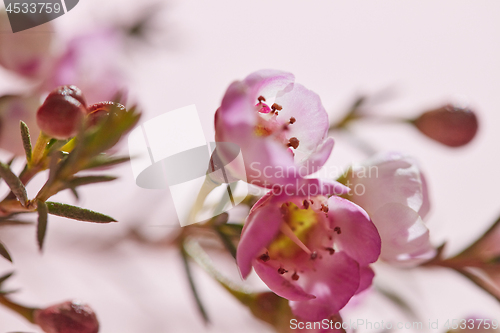 Image of Spring pink flowers on a pink background close-up. Floral background