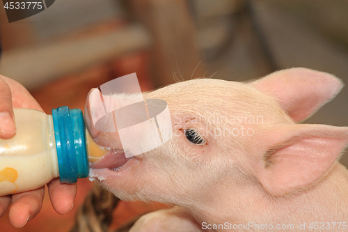 Image of Bottle Feed Piglet