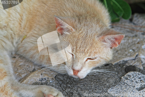 Image of Yellow cat