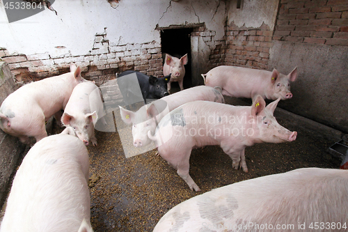 Image of Pigs Farm