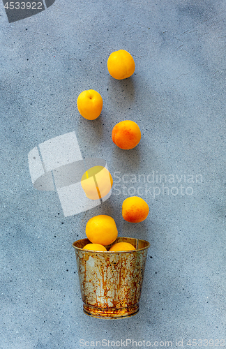 Image of Ripe apricots fall into the bucket.