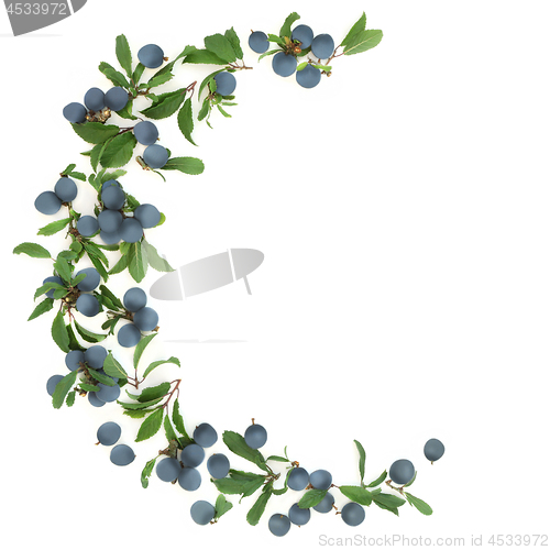 Image of Sloe Berry Abstract Border