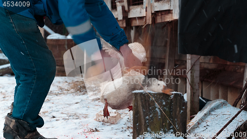 Image of goose head chopped off with an ax