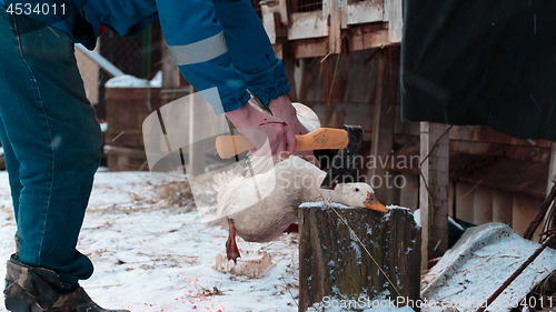 Image of goose head chopped off with an ax